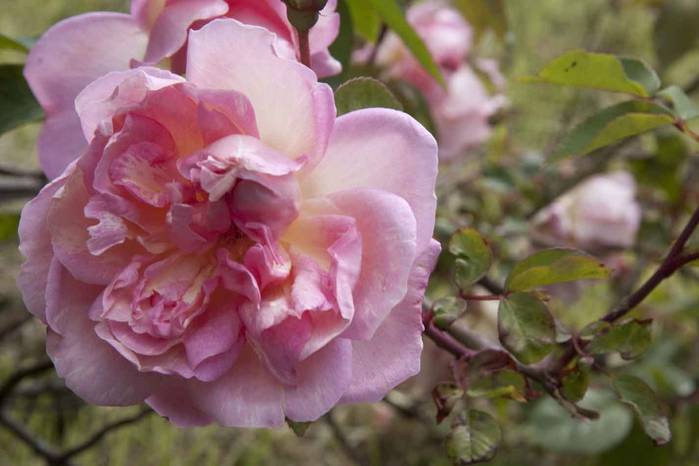Mi primera rosa