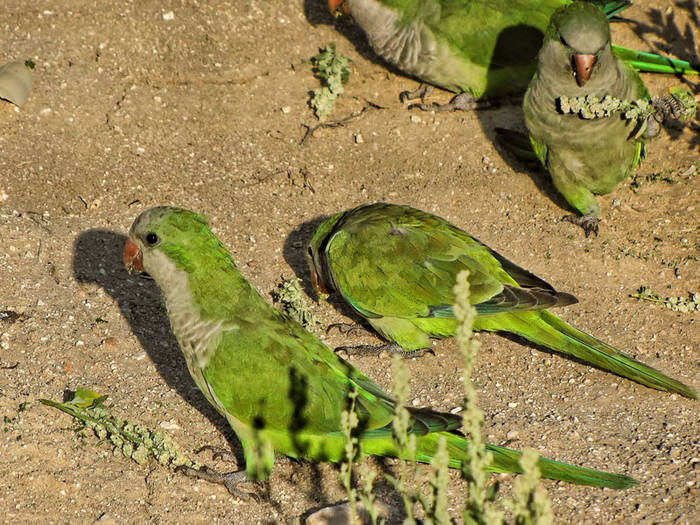 Desayunando(cotorras Argentinas)