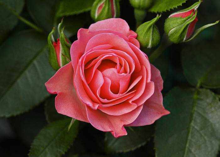 Rosas del Parque Cervantes de Barcelona