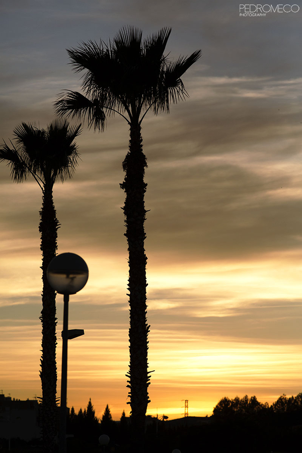 Palmeras al atardecer
