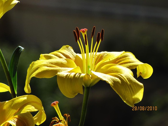 La naturaleza en una flor
