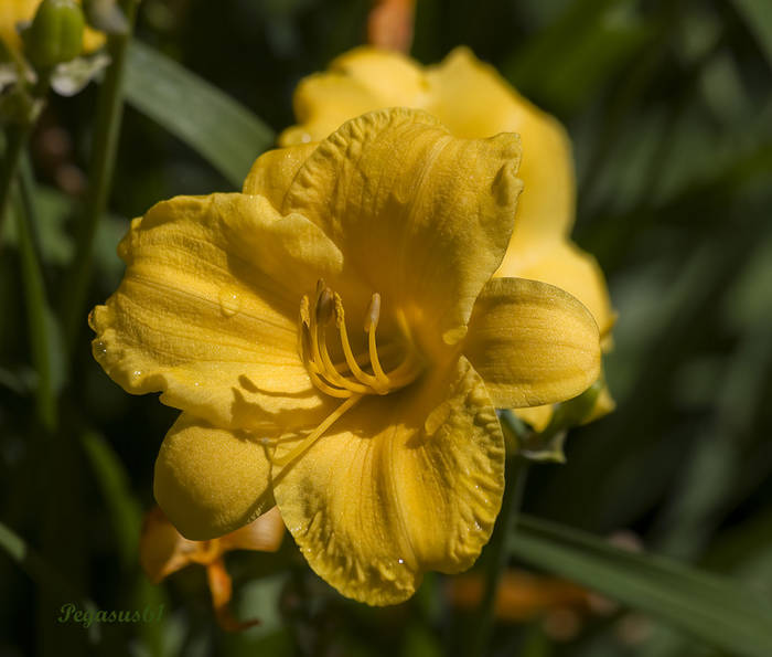 La que de amarillo se viste...