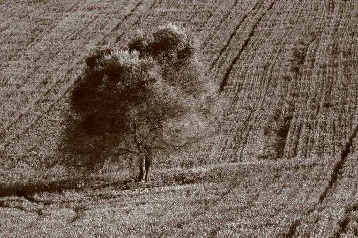 el arbol en la siembra