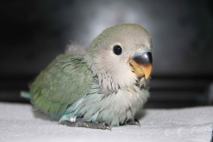 agaporni papillero
