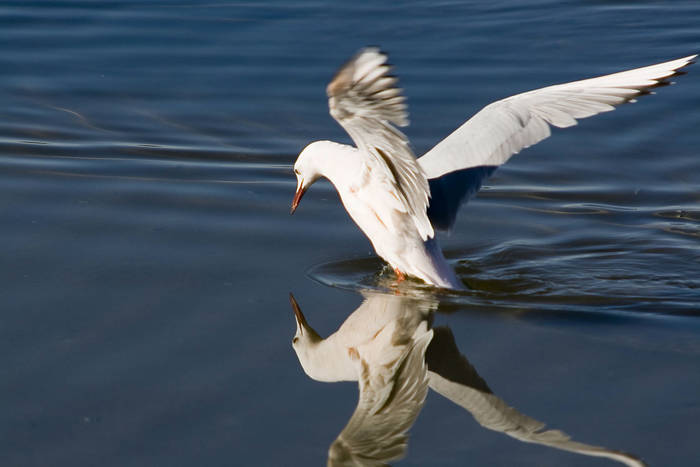Gaviota de pico fino