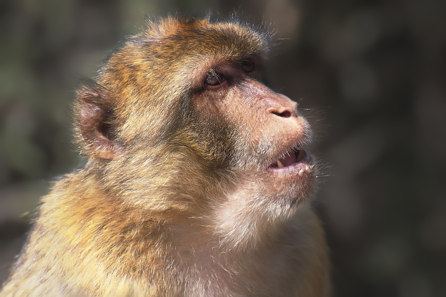 Mono de Gibraltar