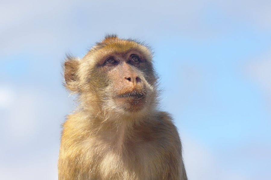 Macaca Sylvanus