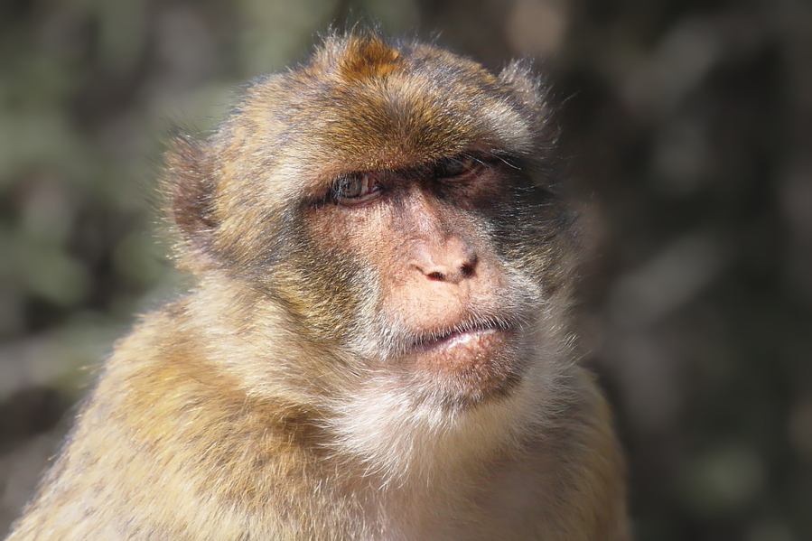 Macaca Sylvanus