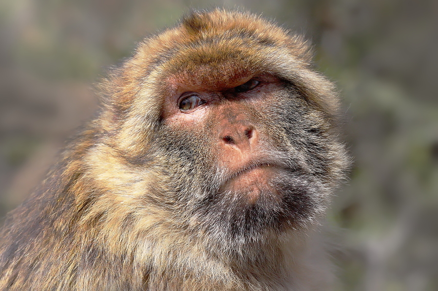 Macaca Sylvanus