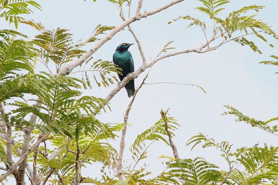Lamprotornis chalybaeus