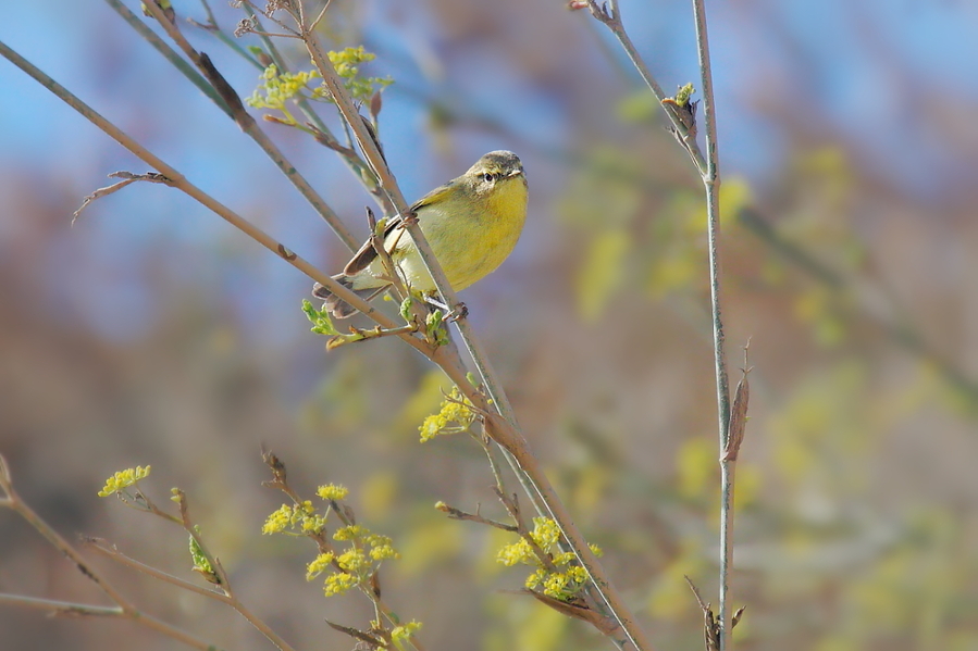 Mosquitero Musical