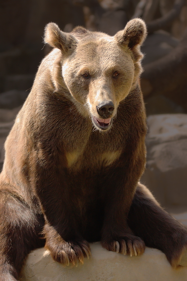 Ursus arctos