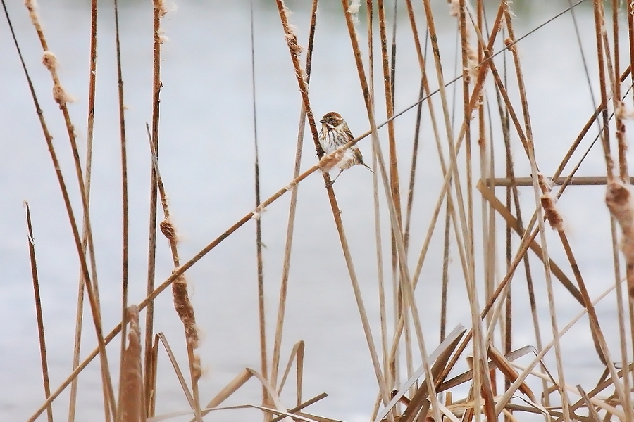 Emberiza schoeniclus