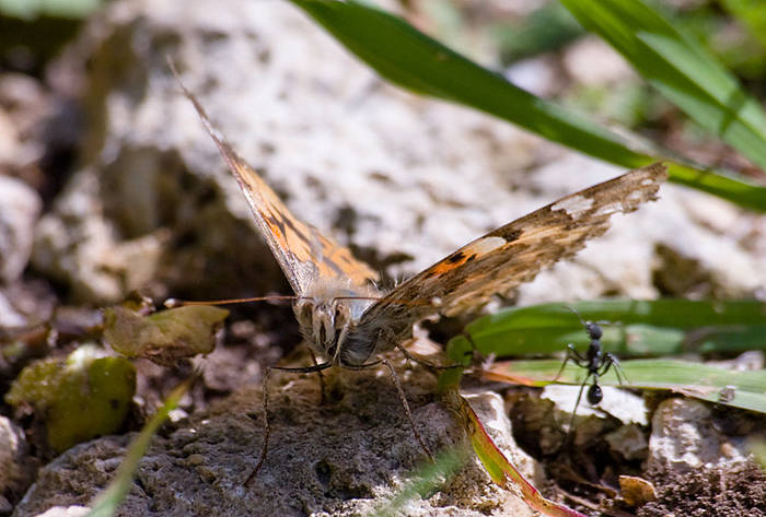 Mariposa
