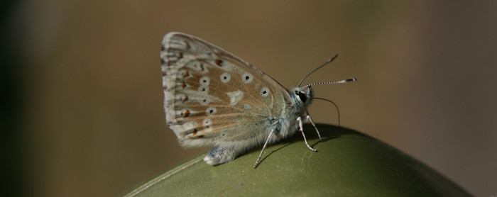 Mariposa