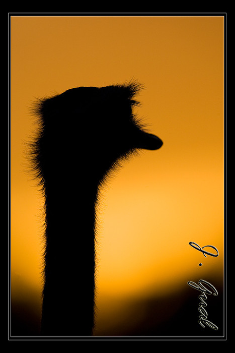 Puesta de Sol con silueta de ave