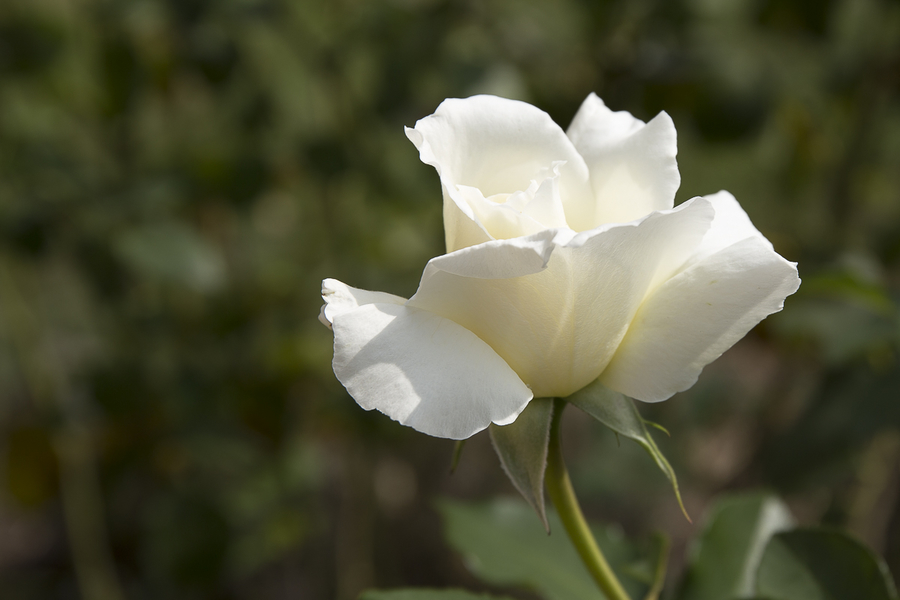Rosa blanca