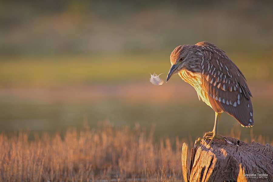 Garza bruja y plumita