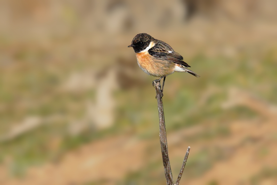 Saxicola torquatus