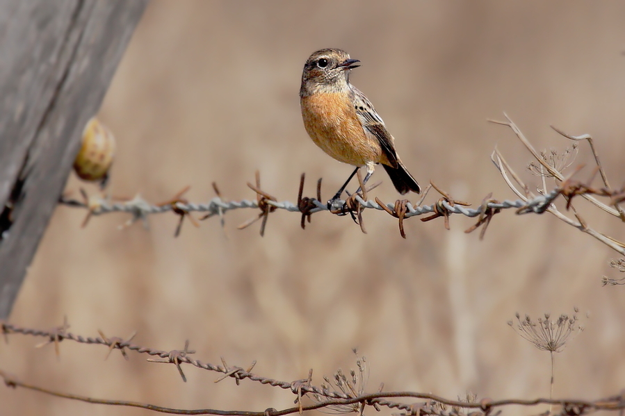 Saxicola torquatus