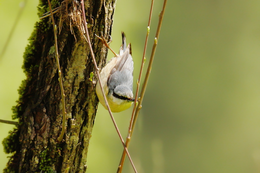 Sitta europaea