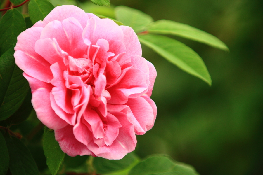 Rosa