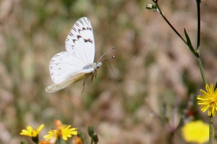 Mariposa en Vuelo