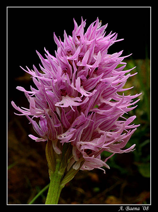 Orchis Italica