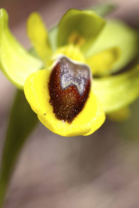 orquidea11