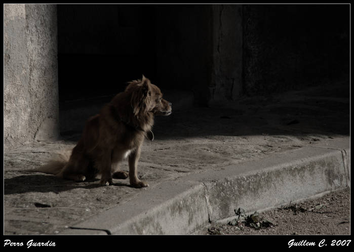 Perro Guardia