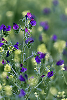 01042011-puenteygandul-132.jpg