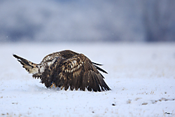 08022013-Polonia02-932-Editar.jpg