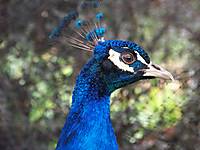 100_4795-2.JPG