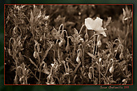 2009_05_05_Gap_Destacar-2.jpeg
