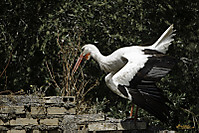 26042011-dehesaabajo-95.jpg