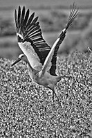 28042011-marismas-211.jpg