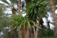 Palmeras-Zoom 589ce46c285566109445fa375d726d82.jpg