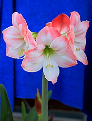 AMARILIS.JPG