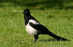 A_Magpie.JPG