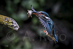 A_Rojo-040614-2.jpg