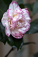 A_Rojo684213082010.jpg