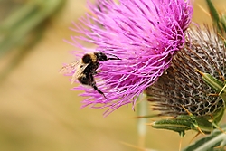 Abeja55.jpg