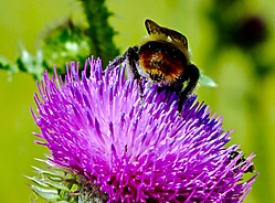 AbejorroComun_BombisTerrestris.jpg