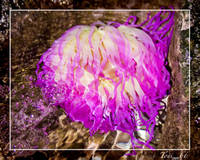 Actinia.jpg