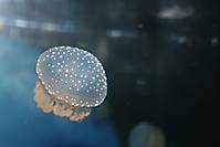 Acuario_de_La_Rochelle1.JPG