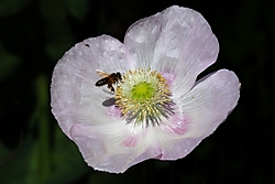 Adormidera5.jpg