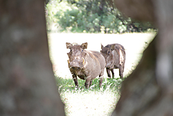 Africa-kenia-zanzibar0072.jpg