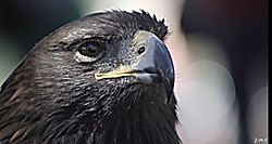 Aguila28.jpg