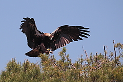 Aguila_Imperial-0596.JPG