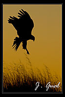 Aguilucho-lagunero-al-amanecer.jpg